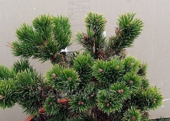 Сосна горная Якобсен